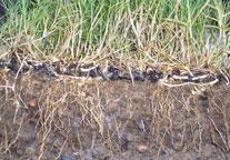 View of the GreenArmor System, demonstrating extensive root development within and below the reinforcing matrix. View of the GreenArmor System, demonstrating extensive root development within and below the reinforcing matrix.