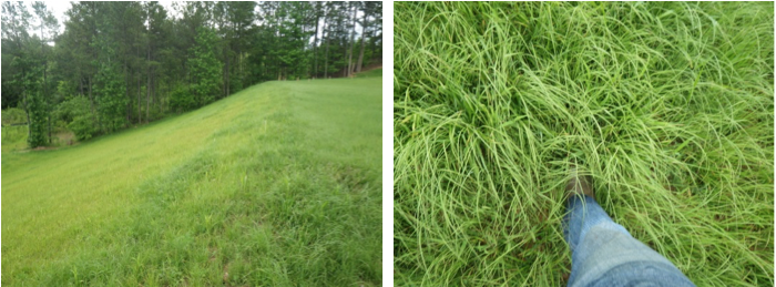 May 19 and the cool-season grasses really kicked in. With the onset of summer, the warm season species will be taking off. May 19 and the cool-season grasses really kicked in. With the onset of summer, the warm season species will be taking off.